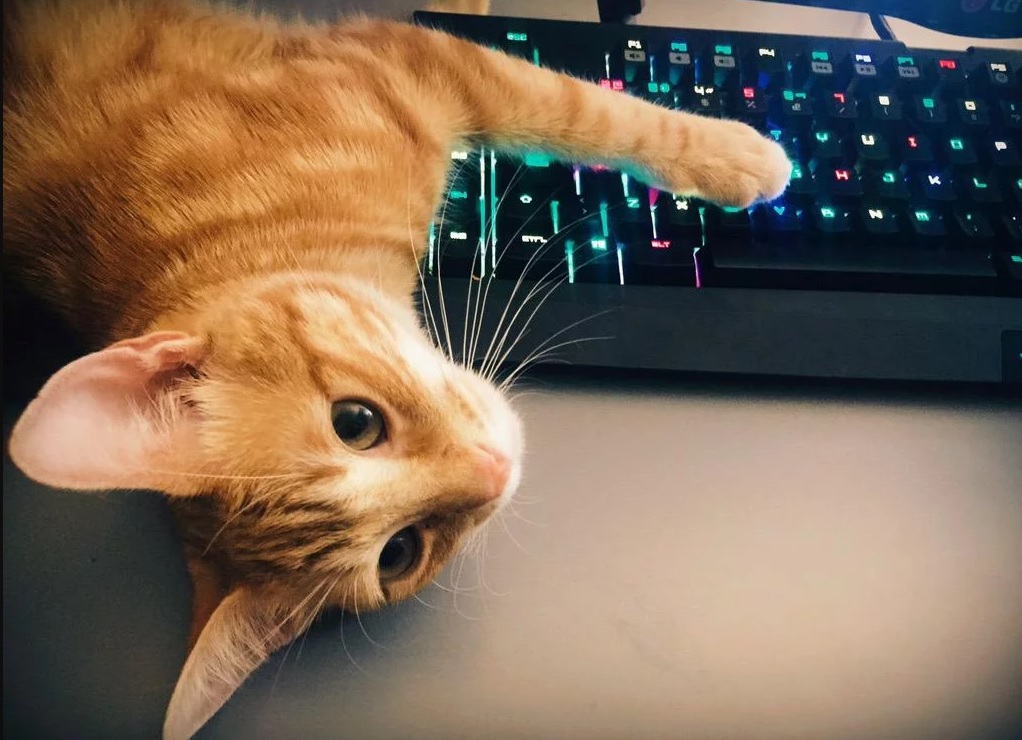 Gatos en la oficina para combatir el estrés de los empleados