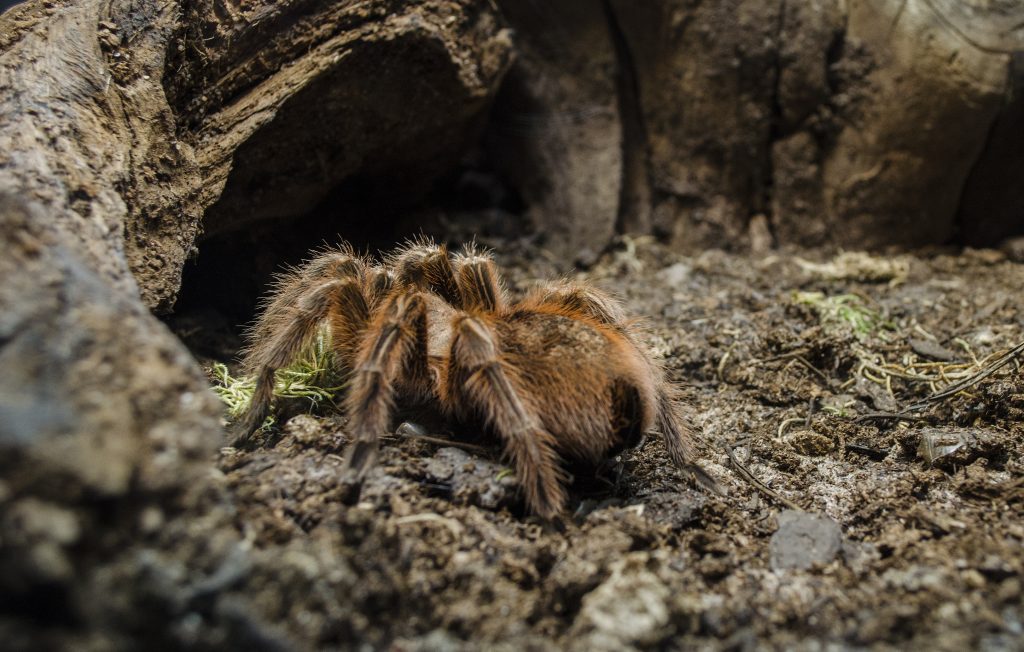 tarántula
