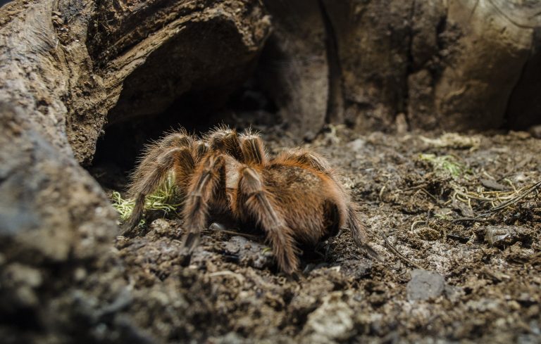 tarántula