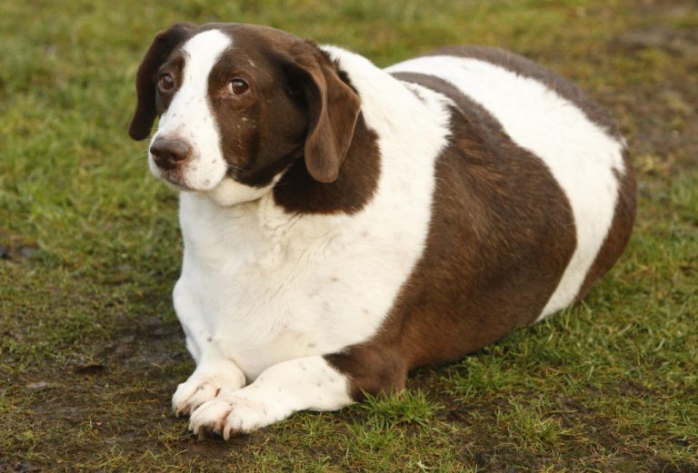 perro con sobrepeso