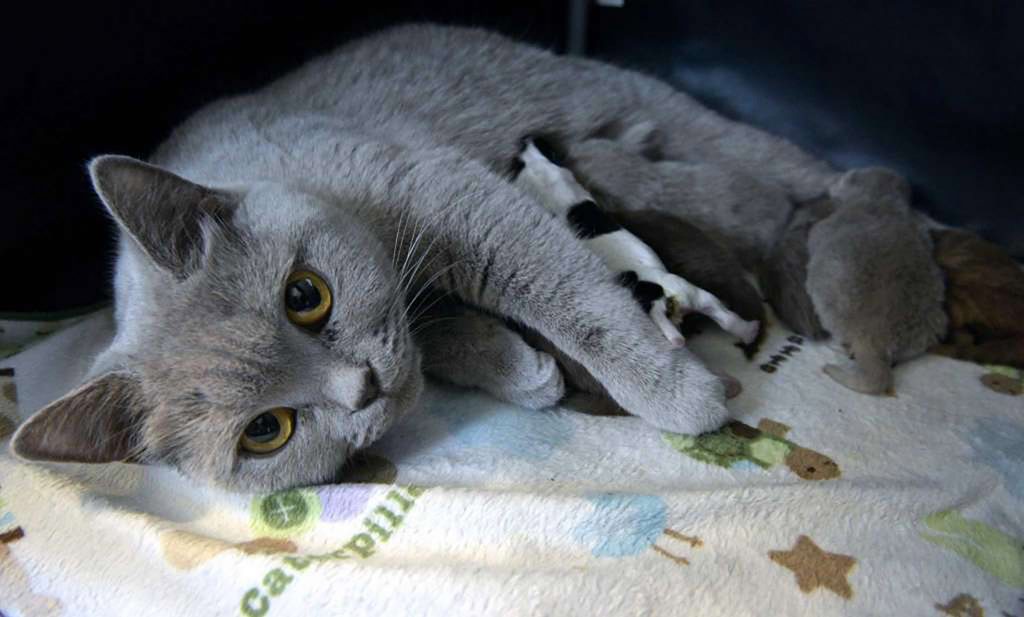 mamá gata cachorrito