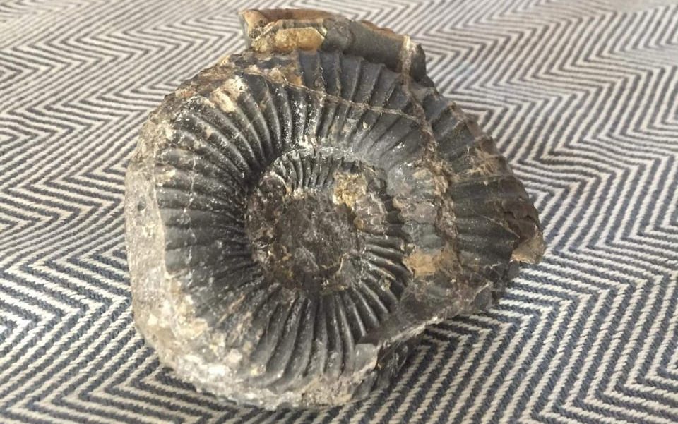 fosil coyhaique