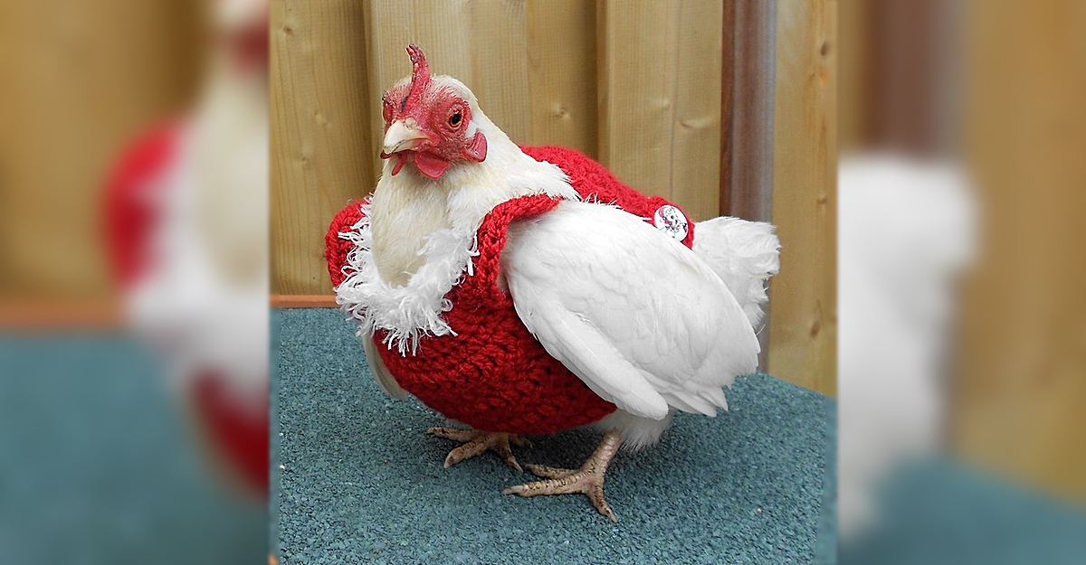 Suéter navideño para gallinas entre lo más vendido este año — Radio