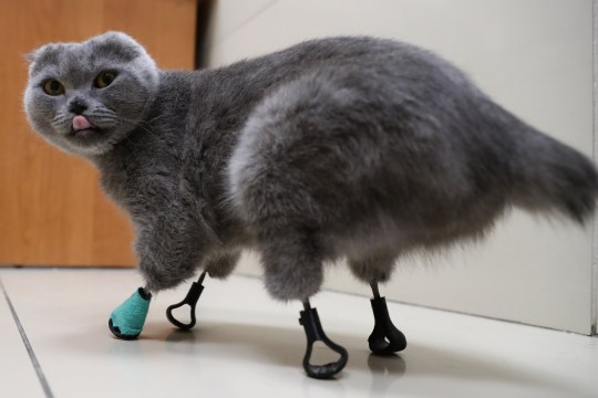Gatito protesis