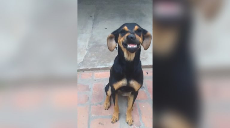 PAtricia la perrita web