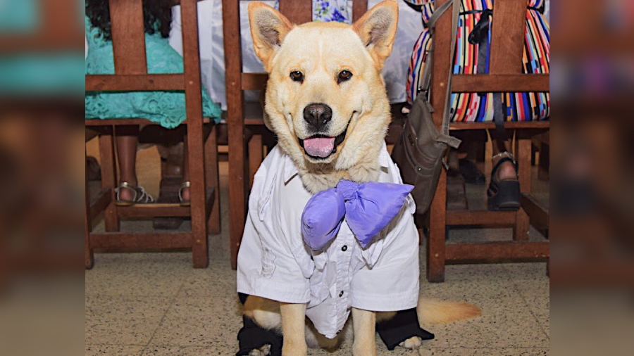 PERRITO MATRIMONIO web