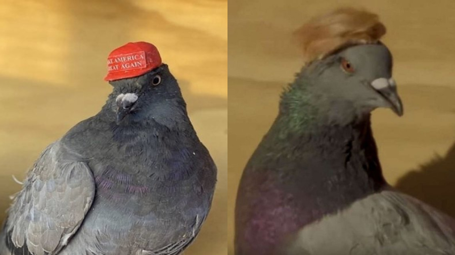 Palomas trump