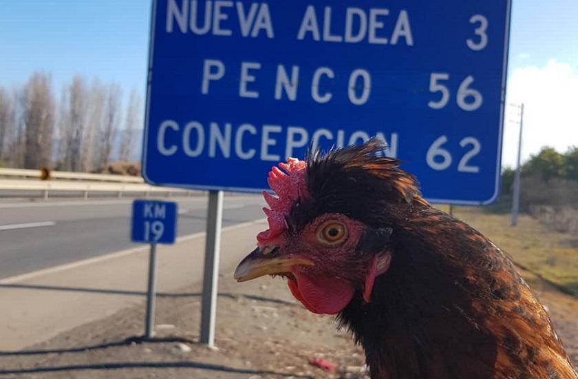gallina