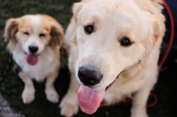 Best For Pets