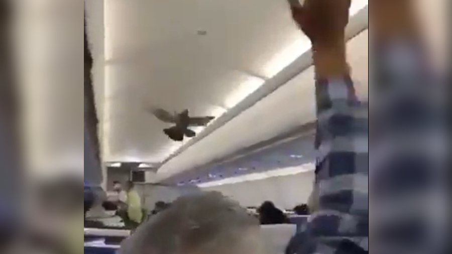 Palomas en el avión