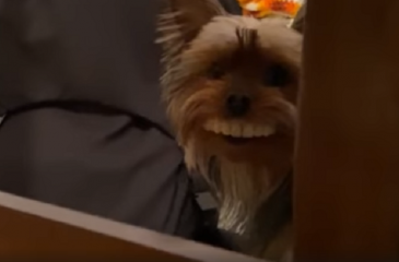 La Graciosa Imagen De Un Perro Con La Dentadura Postiza De Su Dueno