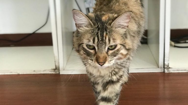 Ru Jorge Gonzalez gata