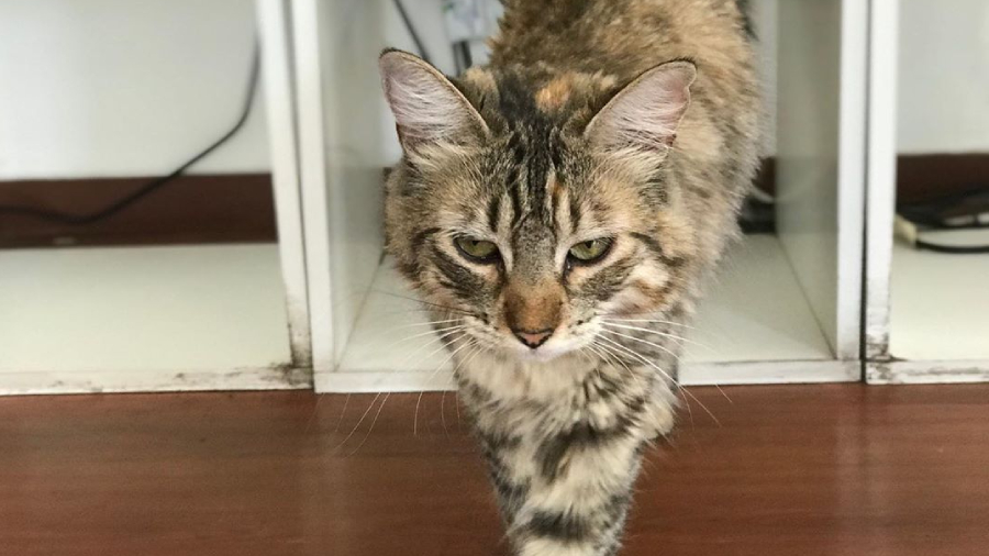 Ru Jorge Gonzalez gata