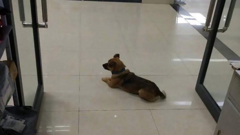 Xiaobao perrito hospital china web