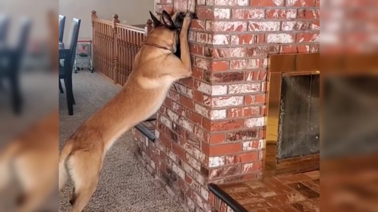 Perrito escondida web