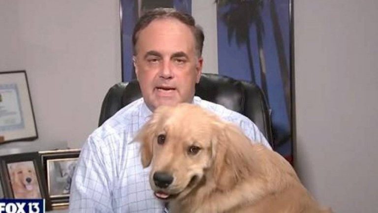 Perrito fox brody meteorólogo