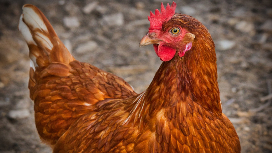 gallina huevos verdes web