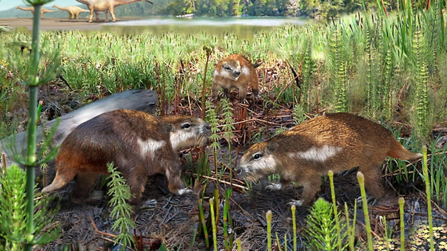 Magallanodon baikashkenke