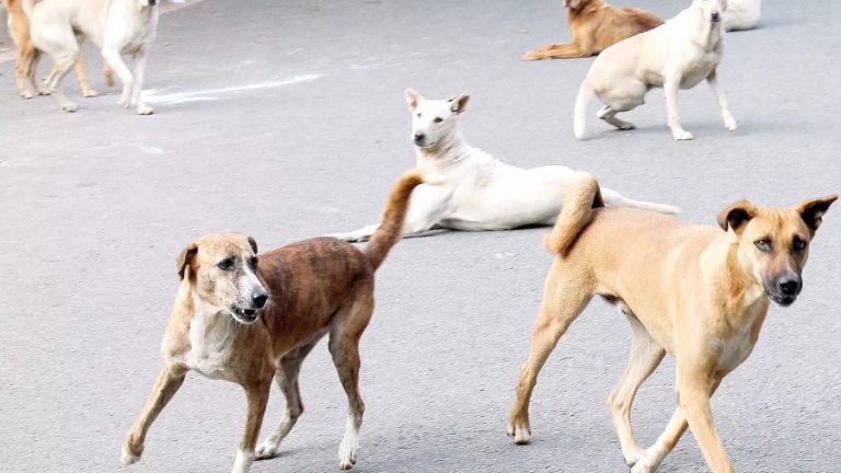 Perros callejeros envenenar mujer