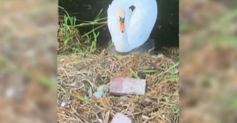 Un cisne muere de pena después de que unos adolescentes destrozaran sus huevos con ladrillos