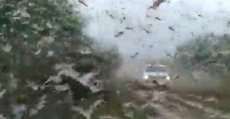 videos langosta argentina