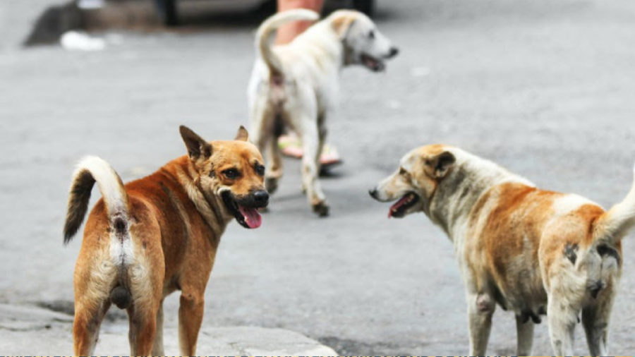 Adopción Perros cuarentena