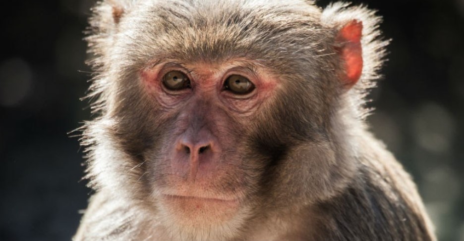 Un mono alcohólico mata a un hombre y hiere a otras 250 personas en la India