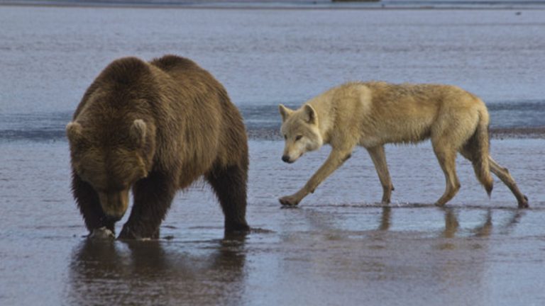 Osos lobos en alaska trump