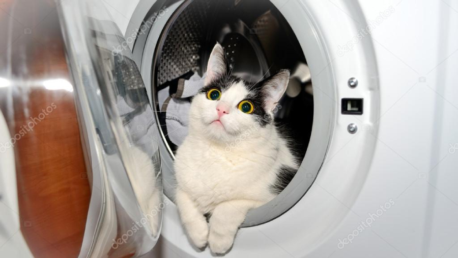 Gato lavadora web