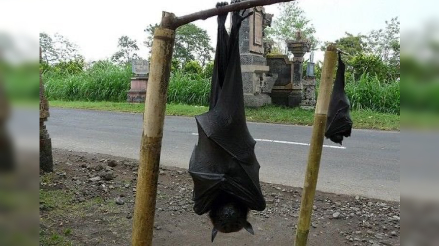 Murciélago gigante web