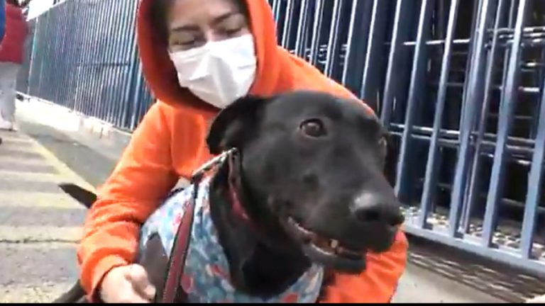 Delivery perritos callejeros