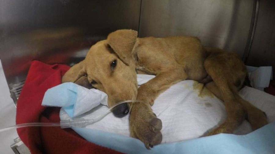 Perrito de 6 meses weichafe web