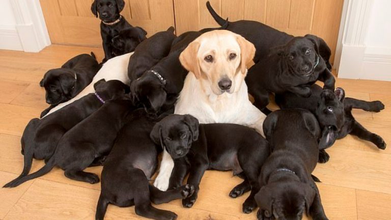 Labrador Dorado da a luz a impresionante camada de 13 cachorros negros
