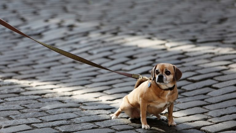 Perro hotel canino web