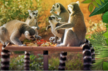 buinzoo