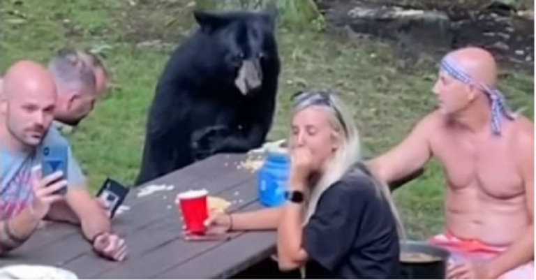 oso negro
