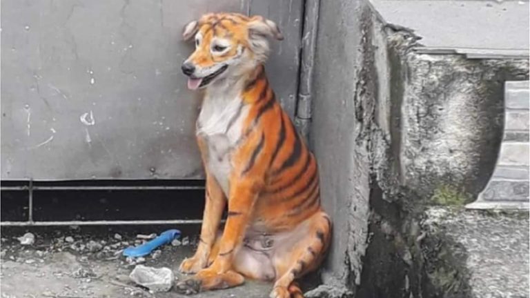 Perro pintado de tigre web