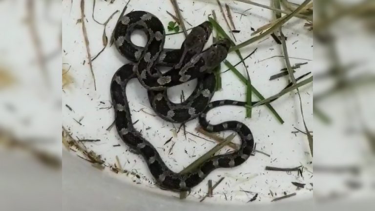 Serpiente de 2 cabezas