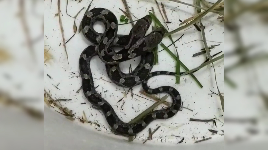 Serpiente de 2 cabezas