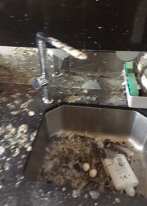 palomas universitario 3