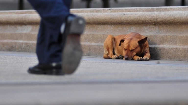 Perro Callejero A_UNO_692754 web