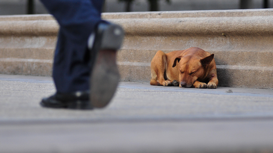 Perro Callejero A_UNO_692754 web