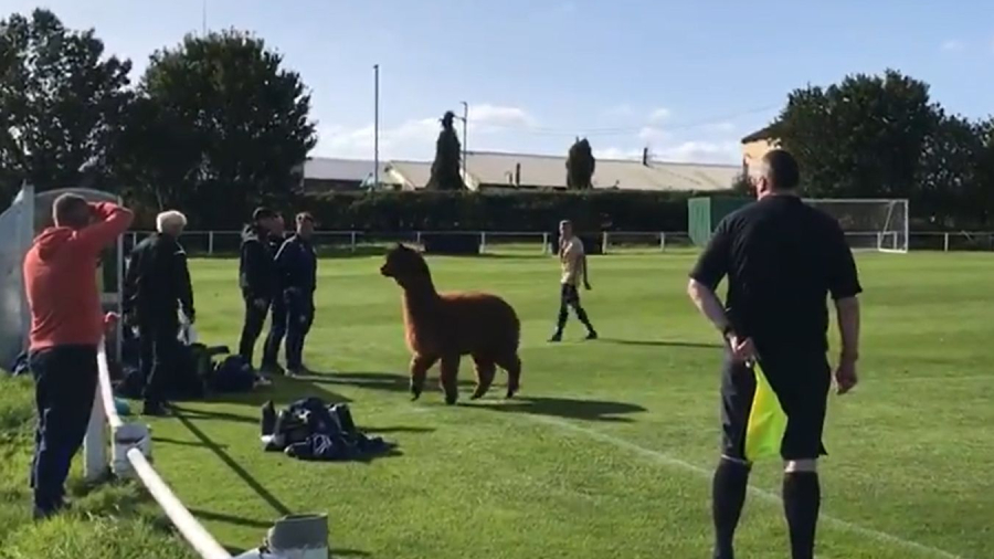 Alpaca partido inglaterra