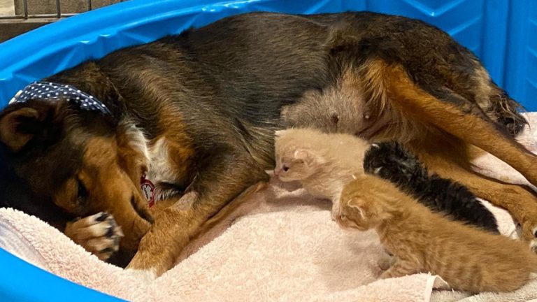 perrita adopta gatitos