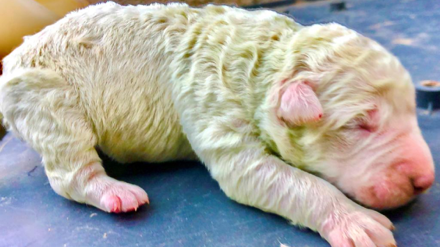 Perro color verde cachorro