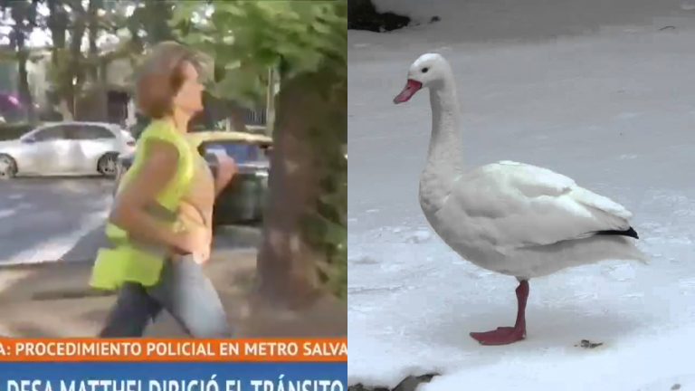 Matthei corriendo cisne