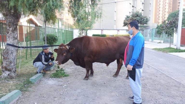 Toro paseando por Estación Central web