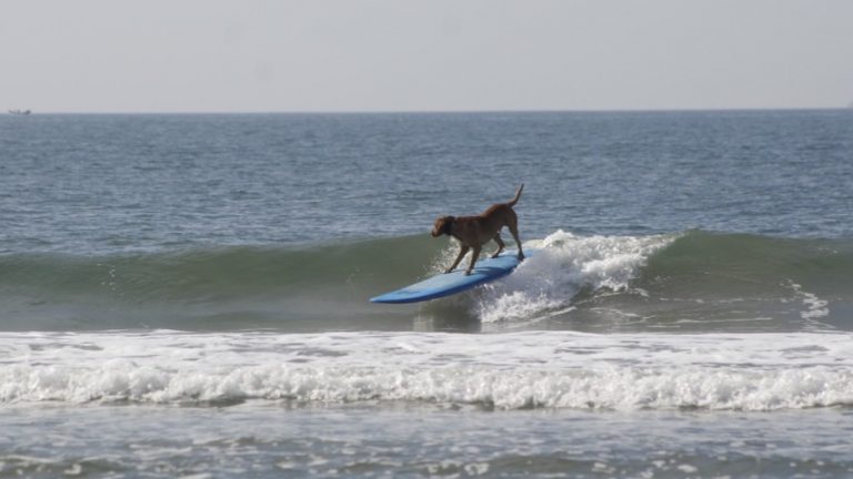 Perro surfista swell web