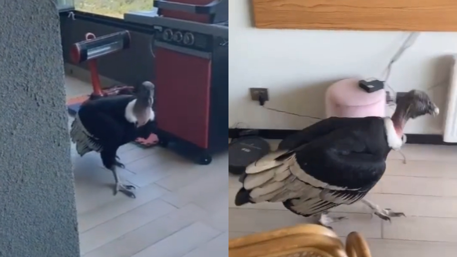 cóndor departamento