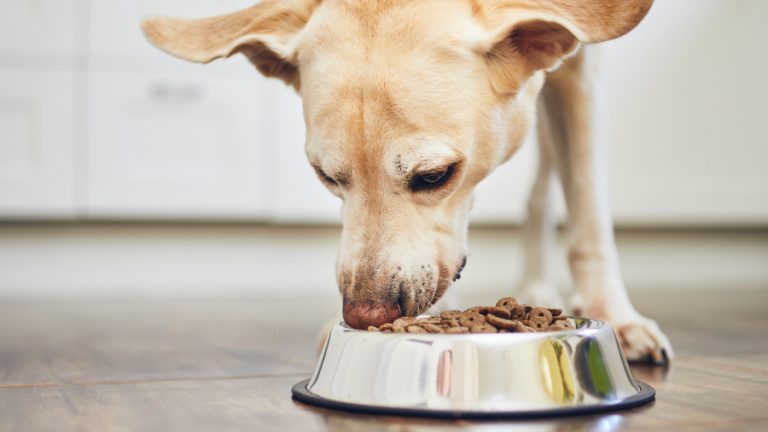 Perro comiendo cannes GettyImages-1191488921 web